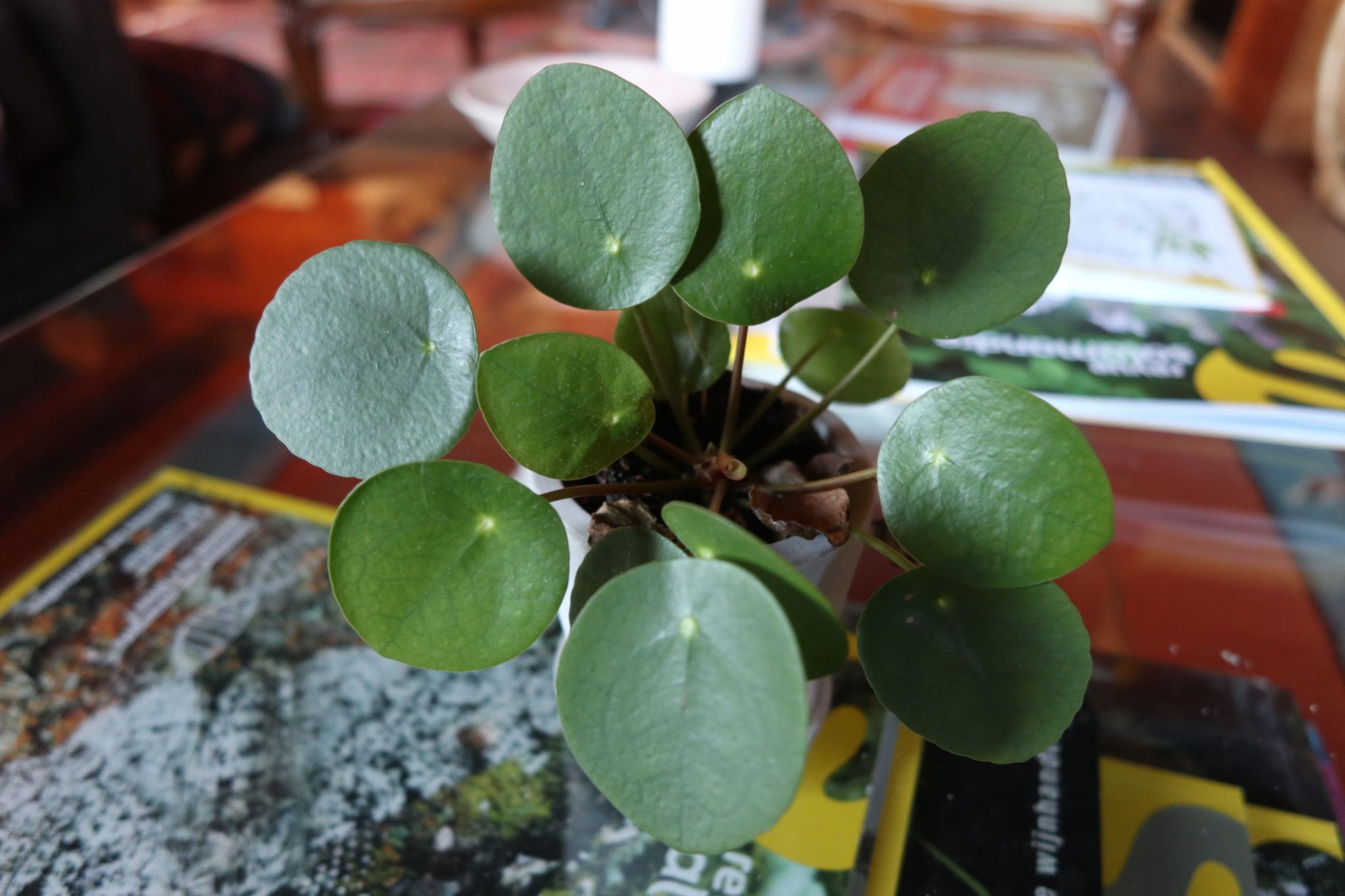 PLANTE A MONNAIE CHINOISE / CHINESE GELDPLANT VOGELHUISJE 2